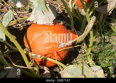 Red kumi squash in giardino (Curcubita maxima), Francia Foto Stock