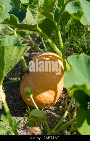 La Zucca in giardino ( Curcubita maxima), Francia Foto Stock