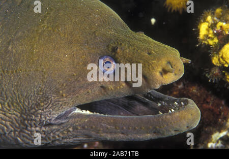 Murena Verde (Gymnothorax prasinus), in testa. Oceano Pacifico, Messico Foto Stock