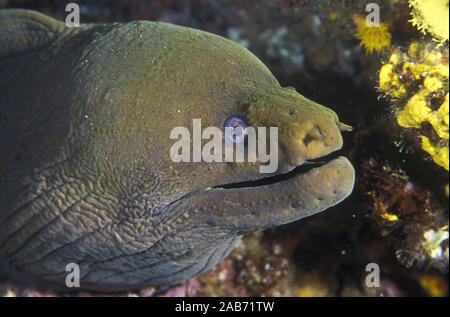 Giallo moray eel (Gymnothorax prasinus), pacifico, Messico Foto Stock