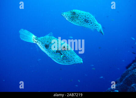 Scrawled filefish (Aluterus scriptus), si racconta che proprio la pelle ruvida usato per essere usato per finire le barche in legno. Note per raggiungere oltre 1 metro lon Foto Stock