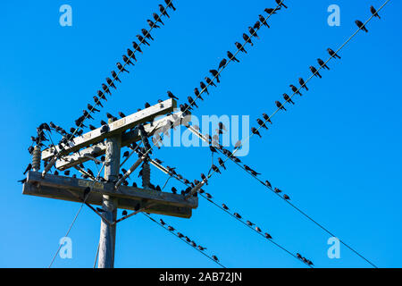 Stormo di uccelli neri che seduti sul tettuccio di linee elettriche ad alta tensione e polo utilità. Cielo blu sullo sfondo. Foto Stock