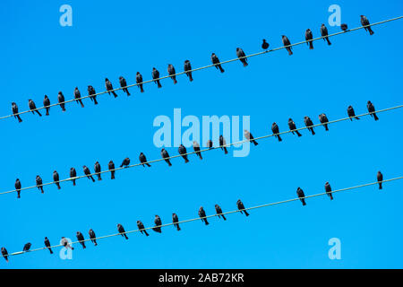Stormo di uccelli neri che seduti sul tettuccio di linee elettriche ad alta tensione. Cielo blu sullo sfondo Foto Stock