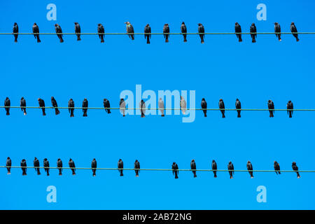 Stormo di uccelli neri che seduto su tre linee elettriche ad alta tensione. Cielo blu sullo sfondo Foto Stock