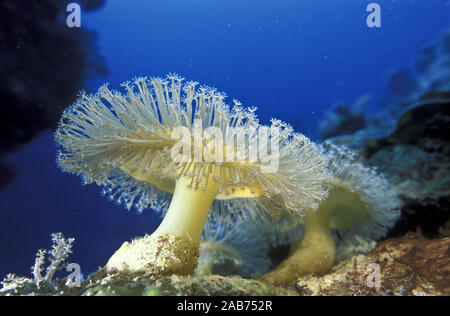 Pelle fungo coralli (Sarcophyton sp.), con polipi completamente esteso per l'alimentazione. La Grande Barriera Corallina, Queensland, Australia Foto Stock