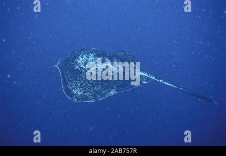 Round ribbontail ray (Taeniurops meyeni), una grande stingray, fino a 3.3 m lungo, trovata nel Indo-West Pacifico dal Mare Rosso in Australia, incluso Foto Stock