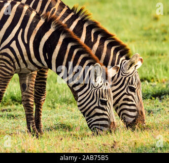 Close-up di due zebre (Equus burchelli) pascolano fianco a fianco su erba verde in Amboseli National Park in Kenya. Foto Stock