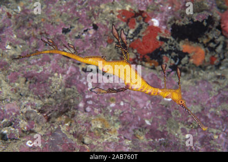 Weedy seadragon (Phyllopteryx taeniolatus), giovani.. Jervis Bay, South Coast del New South Wales, Australia Foto Stock