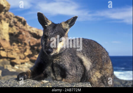 Pearson isola rock-wallaby (Petrogale lateralis pearsoni), una sola volta su isola di Pearson, ma gli animali sono stati introdotti a cuneo e il Thistle isole e Foto Stock