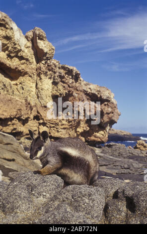 Pearson isola rock-wallaby (Petrogale lateralis pearsoni), una sola volta su isola di Pearson, ma gli animali sono stati introdotti a cuneo e il Thistle isole e Foto Stock