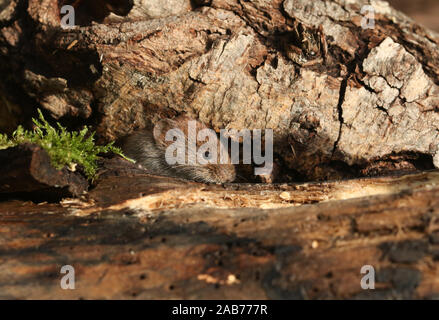 Un dolce wild Bank vole, Myodes glareolus, foraggio per il cibo in una pila di registro nel bosco. Foto Stock