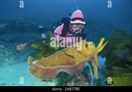 Il gigante australiano Seppie (Sepia apama), con subacqueo. Jervis Bay, South Coast del New South Wales, Australia Foto Stock