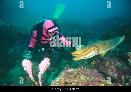 Il gigante australiano Seppie (Sepia apama), con subacqueo. Jervis Bay, South Coast del New South Wales, Australia Foto Stock