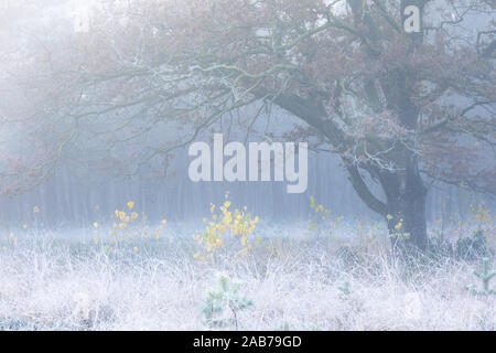 Il giallo di betulle sotto la grande quercia della nebbia di mattina il pupazzo di neve Foto Stock