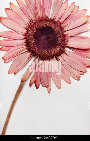 Asciugare gerbera fiore su un textute bianca di sfondo della carta Foto Stock