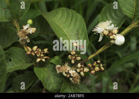 Guaiava fiori e frutti in Brasile Foto Stock