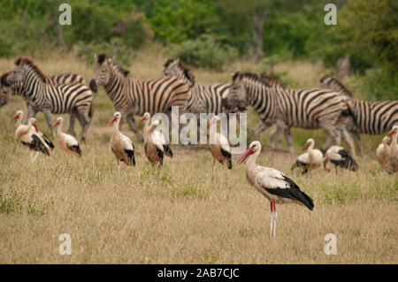 Cicogne bianche e Burchells (o pianure) zebre nel Parco Nazionale di Kruger, Mpumalanga Provincia, Sud Africa. Foto Stock