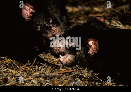 Diavolo della Tasmania (Sarcophilus harrisii), feroci in aspetto e comportamento, ma in gran parte un mangiatore di carogne. La più grande specie viventi di polyprodoton Foto Stock