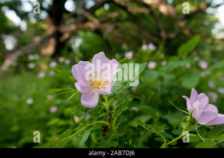 Carolina rosa (Rosa carolina) fioritura in Pelham Bay Park, Bronx, New York, Stati Uniti d'America. Fiori di colore rosa. Foto Stock