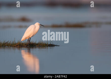 Garzetta (Egretta garzetta) in piedi in acqua durante il Sunrise (Grado, Italia) Foto Stock