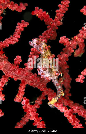 Cavalluccio marino pigmeo (Hippocampus bargibanti), max 2 cms; noto solo al verificarsi sul corallo gorgonia Muricella. Port Moresby, Papua Nuova Guinea Foto Stock