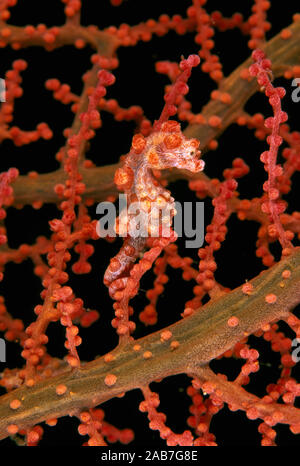 Cavalluccio marino pigmeo (Hippocampus bargibanti), max 2 cms; noto solo al verificarsi sul corallo gorgonia Muricella spp. Il nord della Grande Barriera Corallina, Queensland, Aus Foto Stock