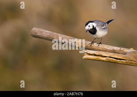 Uno bianco wagtail bird (motacilla alba) in piedi sul ramo di albero Foto Stock