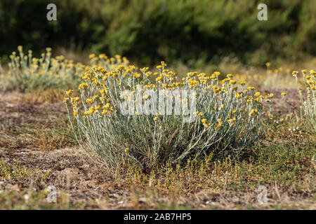 Sandy fiori eterni nelle dune di La Paracou (Les Sables d'Olonne, Francia) Foto Stock