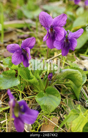Impianto di viola mammola, fiori e foglie, Viola odorata Foto Stock