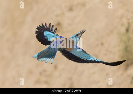 Rullo europea (Coracias garrulus) adulto, volare, Macin, Romania, Giugno Foto Stock