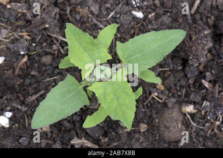 Comune, orache Atriplex patula, giovani pianta con foglie vere germinare e greowing nella massa dei rifiuti, può Foto Stock