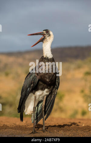 Lanosi colli (Stork Ciconia episcopus), Zimanga riserva privata, KwaZulu-Natal, Sud Africa e Africa Foto Stock