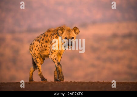 Spotted hyena (Crocuta crocuta), Zimanga riserva privata, KwaZulu-Natal, Sud Africa e Africa Foto Stock