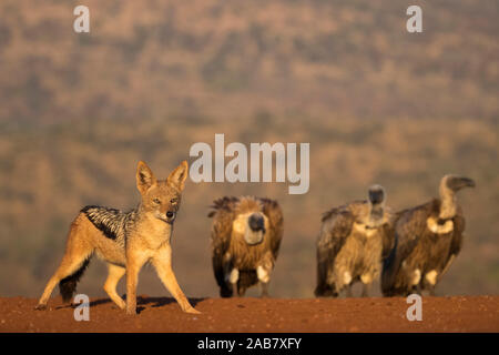 Jackal Blackbacked (Canis mesomelas), Zimanga riserva privata, KwaZulu-Natal, Sud Africa e Africa Foto Stock