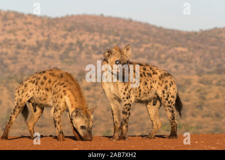 Spotted hyena (Crocuta crocuta), Zimanga riserva privata, KwaZulu-Natal, Sud Africa e Africa Foto Stock