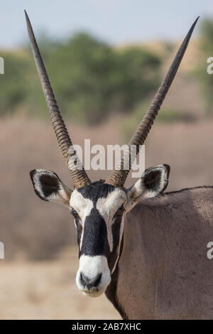 Gemsbok (Oryx gazella), Kgalagadi Parco transfrontaliero, Sud Africa e Africa Foto Stock