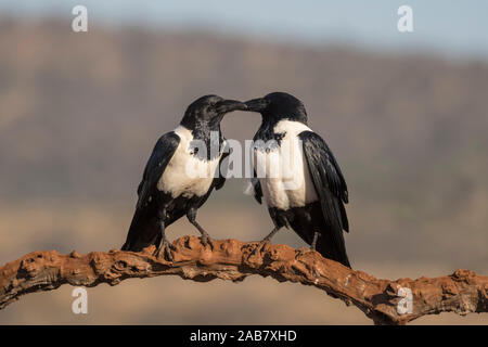 Pied crows (Corvus albus), Zimanga riserva privata, KwaZulu-Natal, Sud Africa e Africa Foto Stock