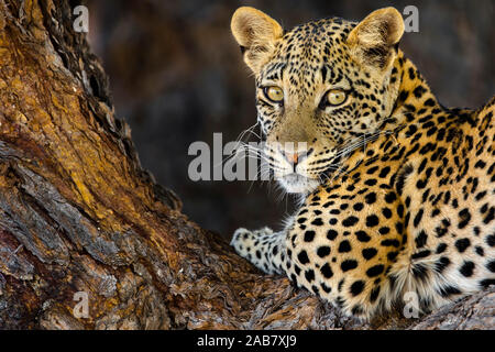 Leopard (Panthera pardus) femmina, Kgalagadi Parco transfrontaliero, Sud Africa e Africa Foto Stock