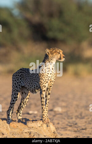 Ghepardo (Acinonyx jubatus), Transfrontoer Kgalagadi Park, Sud Africa e Africa Foto Stock