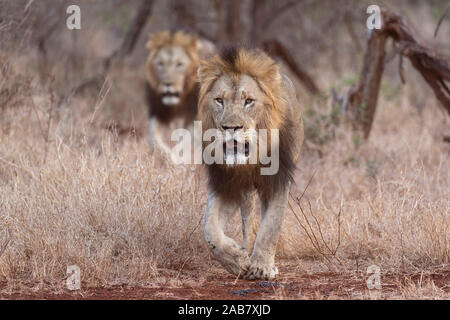 I Lions (Panthera leo), Zimanga riserva privata, KwaZulu-Natal, Sud Africa e Africa Foto Stock