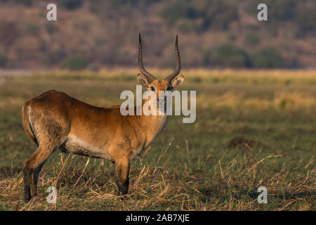 Lechwe rosso (Kobus leche), Chobe National Park, Botswana, Africa Foto Stock