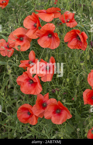 Rosso scarlatto fiori di lunga con testa di papavero, Papaver dubium, in estate, Berkshire, Giugno Foto Stock