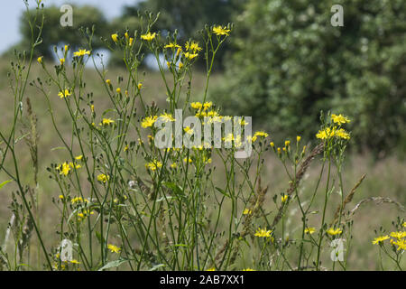 Nipplewoirt comune, Lapsana communis, fioritura sulla massa di rifiuti in estate, Berkshire, Giugno Foto Stock