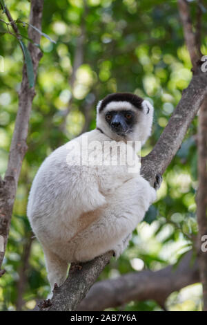 La Verreaux sifaka (Propithecus verreauxi), Isalo National Park, Fianarantsoa provincia, regione di Ihorombe, Madagascar meridionale, Africa Foto Stock