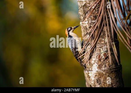 Nero Picchio cheeked (Melanerpes Pucherani), Boca Tapada, provincia di Alajuela, Costa Rica, America Centrale Foto Stock