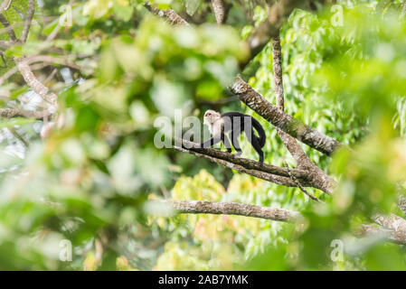 Bianco-guidato cappuccino (Cebus imitatore), al Parco Nazionale del Vulcano Arenal, nei pressi de La Fortuna, provincia di Alajuela, Costa Rica, America Centrale Foto Stock