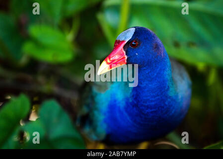 Pollo Sultano (Porphyrio Martinicus), un tipo di Swamphen presso Boca Tapada, provincia di Alajuela, Costa Rica, America Centrale Foto Stock