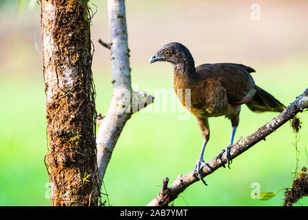 A testa grigia (Chachalaca Ortalis cinereiceps), Boca Tapada, provincia di Alajuela, Costa Rica, America Centrale Foto Stock