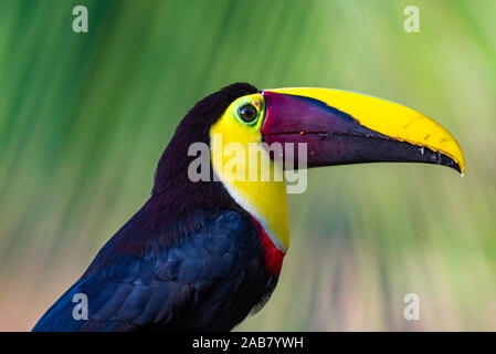 Chestnut-mandibled Toucan o Swainsons Toucan (Ramphastos ambiguus swainsonii), Boca Tapada, provincia di Alajuela, Costa Rica, America Centrale Foto Stock