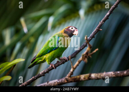 Marrone-incappucciati Parrot (Pyrilia haematotis), Boca Tapada, provincia di Alajuela, Costa Rica, America Centrale Foto Stock